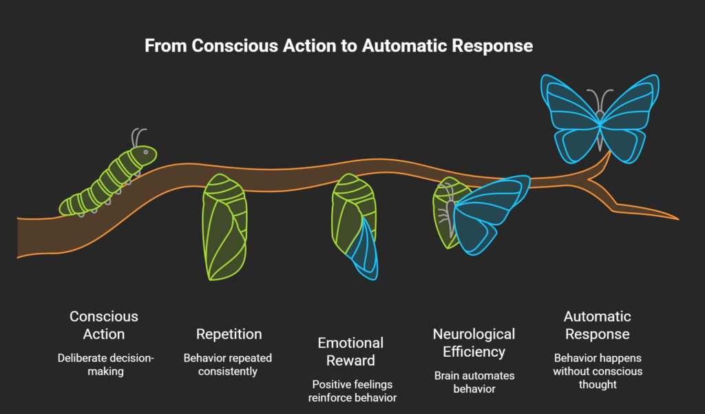 Metamorphosis diagram showing how habits form step by step, charting the shift from a conscious action to an automatic response via repetition, emotional reward, and neurological efficiency.