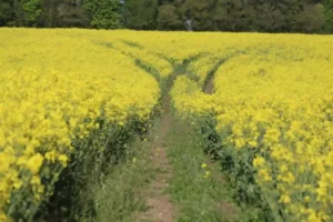 Path splitting into different directions through a field, representing mental flexibility and adapting to change