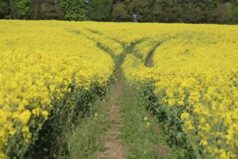 Path splitting into different directions through a field, representing mental flexibility and adapting to change