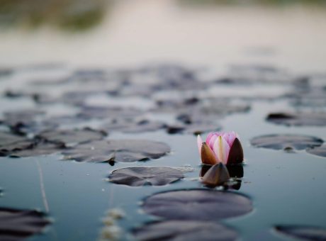 peaceful lotus flower representing emotional balance and inner growth