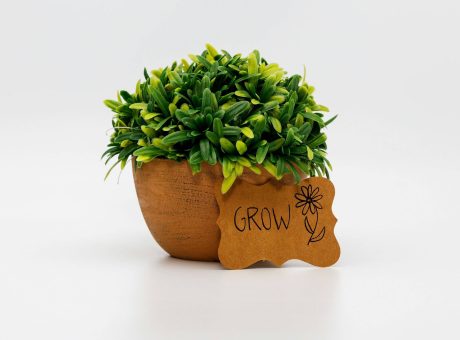 plant symbolizing personal growth and sustainable habits